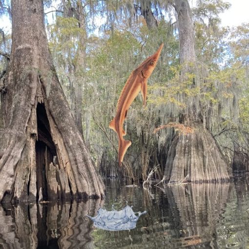 Sturgeon on lower Santa Fe